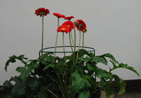 Flower supports