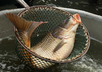 Breeding of common carp